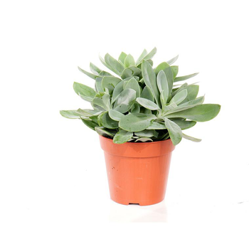 Visuel 1 du produit Senecio cephalophorus en pot Ø 12 cm