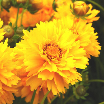 Visuel 1 du produit Coréopsis jaune. Le pot de 3 litres