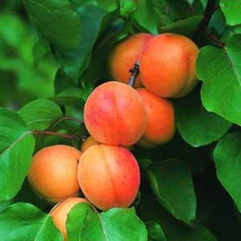 Visuel 1 du produit Abricotier Rouge Du Roussillon. Le pot de 25 litres