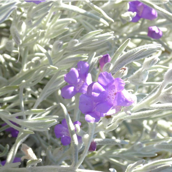 Visuel 1 du produit Eremophylla nivea - Le pot de 2,5 litres