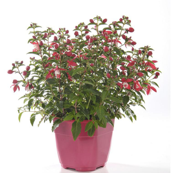 Visuel 1 du produit Fuchsia érigé multicolore. Le pot de 2,5 litres