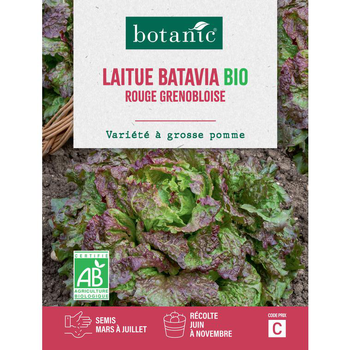 Visuel 1 du produit Graines de laitue batavia rouge grenobloise bio botanic® - graines à semer