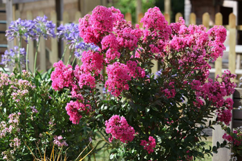 Visuel 1 du produit Lavande Lagerstroemia Enduring Summer® Lavender coloris violet – 3 L