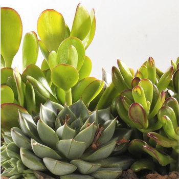 Visuel 1 du produit Thème Désert - La jardinière de 30 cm