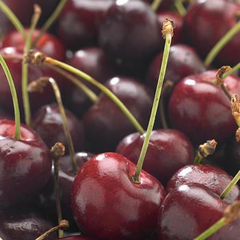 Visuel 1 du produit Cerisier Big. De La Saint Jean® Lr. Le pot de 12 litres, forme gobelet