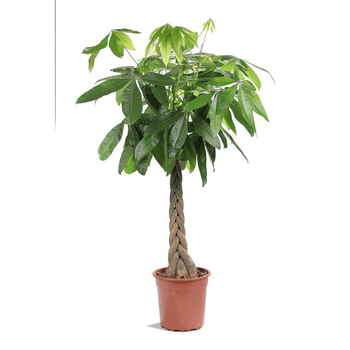 Visuel 1 du produit Pachira Aquatica tressé ou Châtaignier de Guyane pot Ø22 cm/ H75 cm