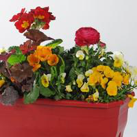 Visuel 1 du produit Jardinière variée - La jardinière de 60 cm