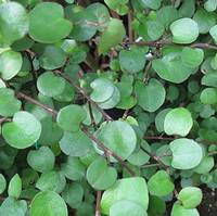 Visuel 1 du produit Muehlenbeckia Complexa - Le pot de 10,5 cm