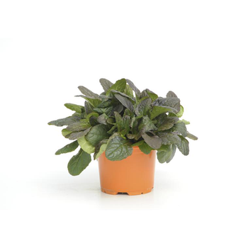 Visuel 1 du produit Bugle rampant - Le pot diam 12 cm