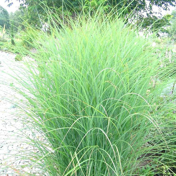 Visuel 1 du produit Miscanthus Sinensis Graziella - Le pot de 2 litres