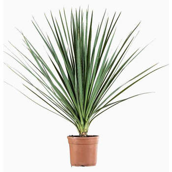 Visuel 1 du produit Cordyline Indivisia en pot de 9 L