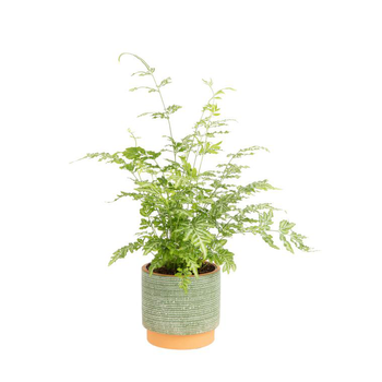 Visuel 1 du produit Pteris Mix vert avec cache-pot décoratif. Ø 13 cm