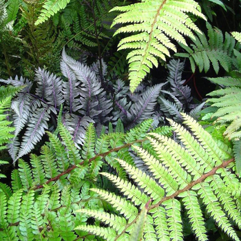 Visuel 1 du produit Fougère persistante verte - Le pot de 0,5 litre