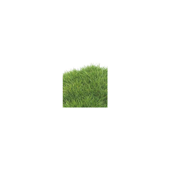 Visuel 1 du produit Zoysia Tenuifolia - La barquette de 6 plants