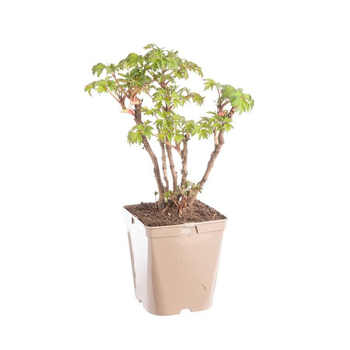 Visuel 1 du produit Pivoine rouge foncé - Le pot de 5 litres