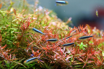 Visuel 1 du produit Rampe LED spéciale aquarium eau douce, TWINSTAR - modèle Light 80A II