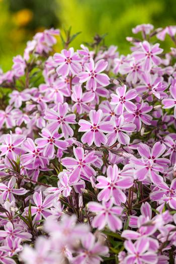 Visuel 1 du produit Phlox nain CANDY STRIPES - Le pot de 2 litres