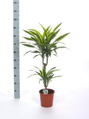 Visuel 1 du produit Dracaena Lemon Lime 2 pieds. Le pot de Ø 19 cm
