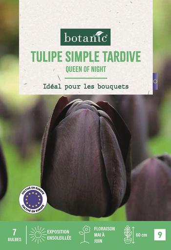 Visuel 1 du produit Bulbes de fleurs Tulipe simple tardive Queen of Night noir botanic® - 7 bulbes