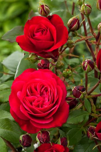 Visuel 1 du produit Rosier Mona Lisa ®. Le pot de 5 litres