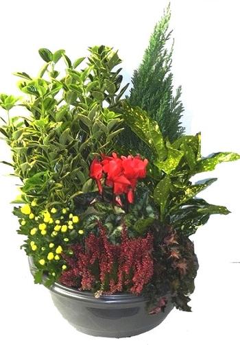 Visuel 1 du produit Composition Toussaint. Le pot