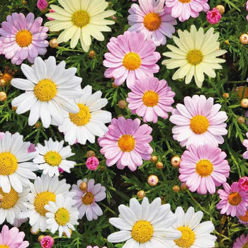 Visuel 1 du produit Anthemis trio sur tige - Le pot de 5 litres