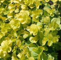 Visuel 1 du produit Herbe aux écus - Le pot de 10,5 cm