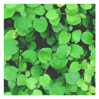 Visuel 1 du produit Muehlenbeckia Complexa - Le pot de 13 cm