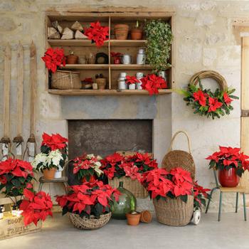 Visuel 2 du produit Mini poinsettia avec son cache-pot - Ø 6 cm