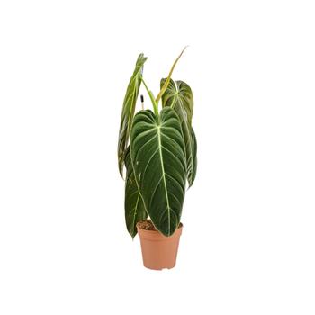 Visuel 1 du produit Philodendron Melanochrysum. Le pot de Ø 12 cm