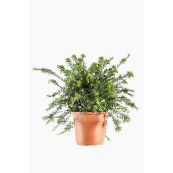 Visuel 1 du produit Grevillea à fleurs rouge. Le pot de 3 litres