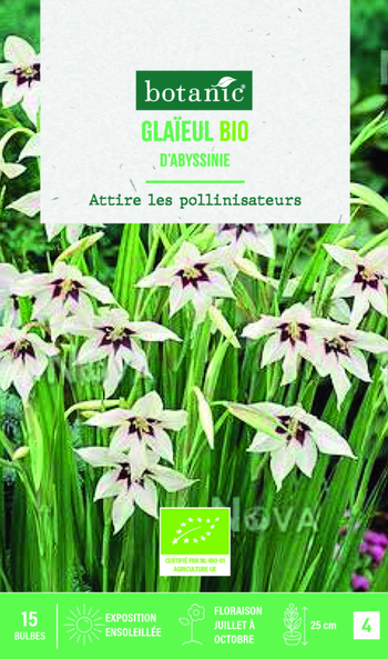 Visuel 1 du produit Bulbes de fleurs Glaïeul d’Abyssinie bio botanic® - 15 bulbes