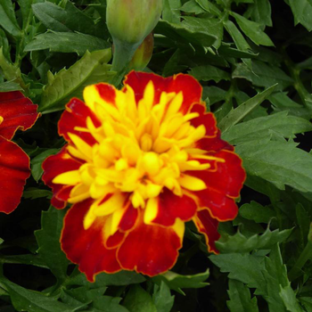 Visuel 1 du produit Œillet d'Inde - Le pot de 2,5 litres