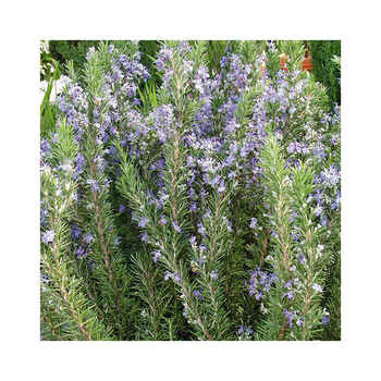 Visuel 1 du produit Rosmarinus 'barbecue' en pot de 3 litres