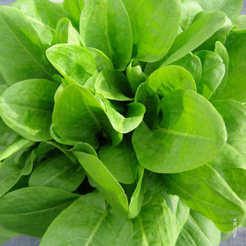 Visuel 1 du produit Oseille Bio. Le pot de 1 litre