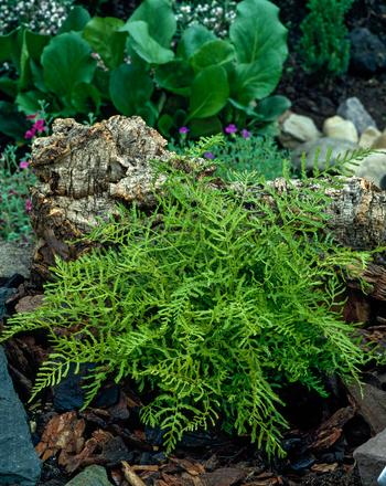 Visuel 1 du produit Fougère Dryopteris filix-mas - Le pot de 2 litres