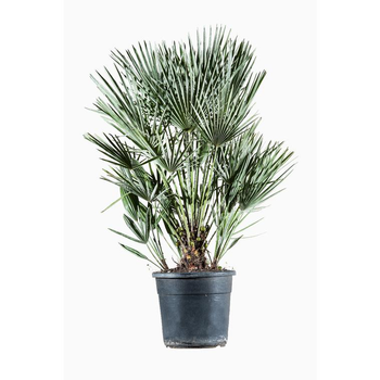 Visuel 1 du produit Chamaerops Humilis ou Palmier nain à forme d'éventail. Le pot de 12 litres