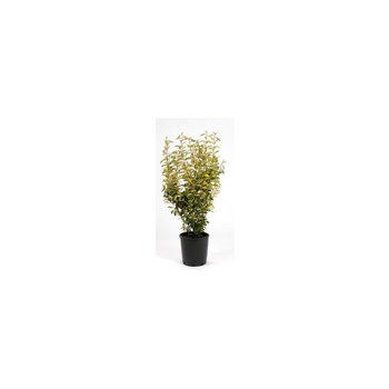 Visuel 1 du produit Olivier de Bohême Elaeagnus Ebbingei en pot de 35 L 150/175 cm
