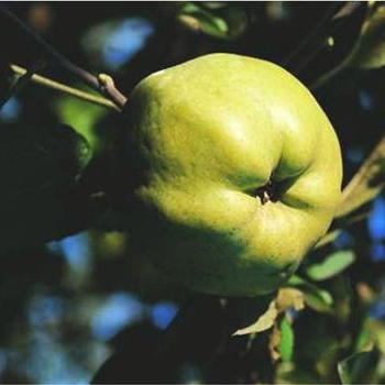 Visuel 1 du produit Pommier Calville Blanc. Le pot de 10 litres forme gobelet