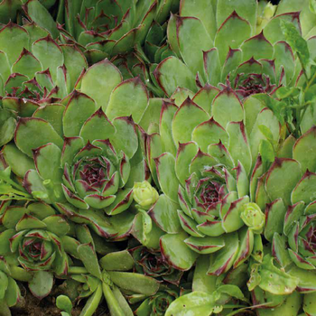 Visuel 1 du produit Joubarbe - Le pot de 1 litre