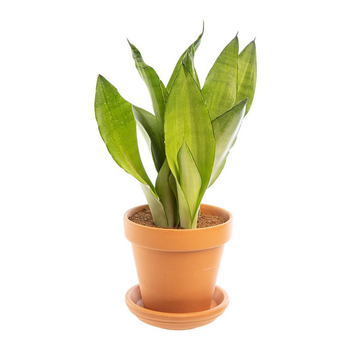 Visuel 1 du produit Sansevieria Moonshine avec cache-pot en terre cuite Ø 16 cm