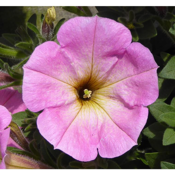 Visuel 1 du produit Pétunia érigé rose - Le pack de 6 plants