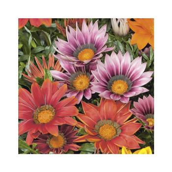 Visuel 1 du produit Gazania - La coupe en terre cuite