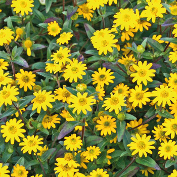 Visuel 1 du produit Sanvitalia retombant - La barquette de 4 plants