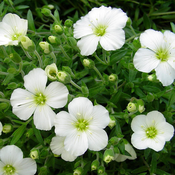 Visuel 1 du produit Arenaria Montana Ronda. Le pot de 1 litre