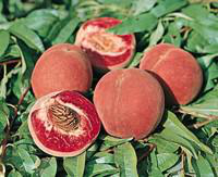 Visuel 1 du produit Citronnier coloris jaune - 2,5 L