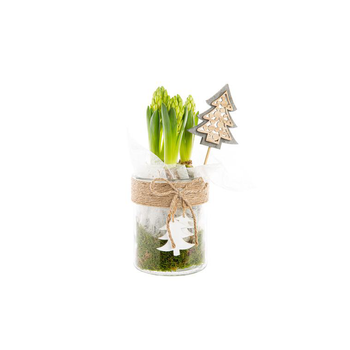 Visuel 1 du produit Jacinthe X3 Verrerie Deco Sapin
