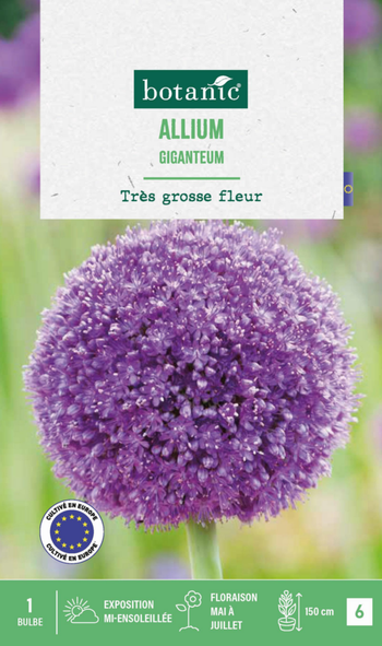 Visuel 1 du produit Allium giganteum botanic® - 1 bulbe