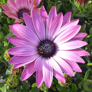 Visuel 1 du produit Osteospermum - Le pot de 10,5 cm