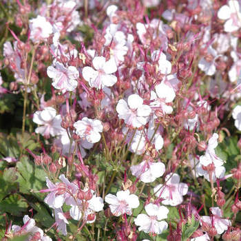 Visuel 1 du produit Géranium vivace Biokovo blanc en pot de 2 L